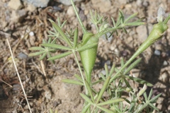 Neolasioptera lupini
