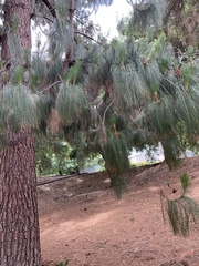 Pinus patula