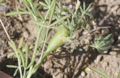 Neolasioptera lupini