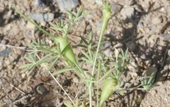 Neolasioptera lupini
