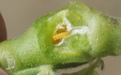 Neolasioptera lupini