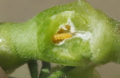 Neolasioptera lupini