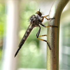 Neoitamus flavofemoratus