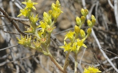 Dudleya multicaulis