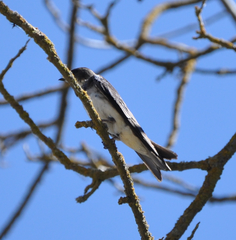 Tachycineta bicolor