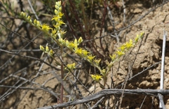 Dudleya multicaulis
