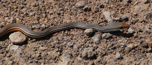Sonoran Whipsnake