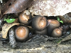 Galiella
