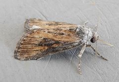 Condica egestis