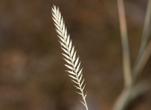 X Agroelymus