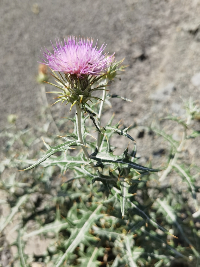 Lamyropsis carpini