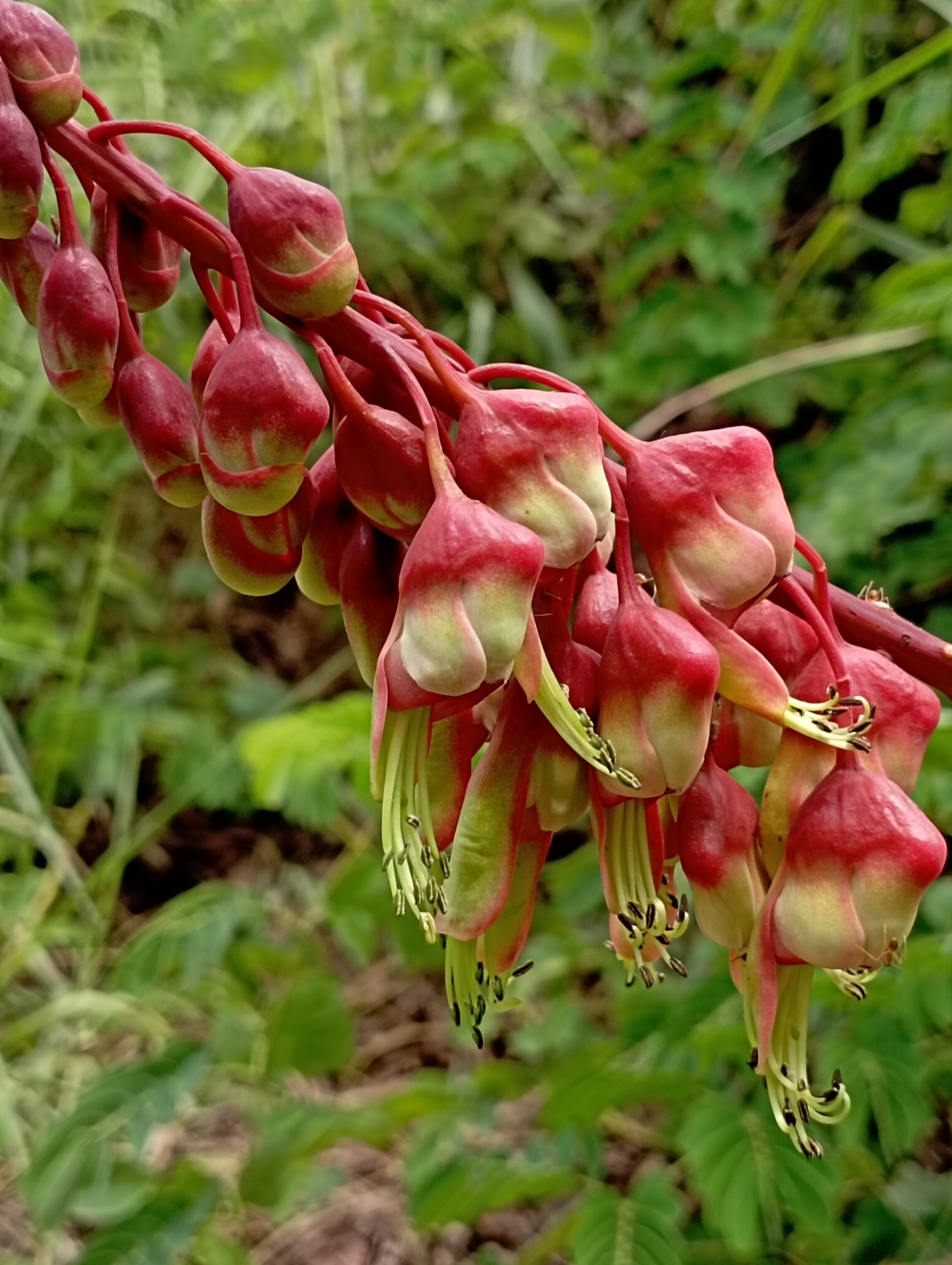 Mezoneuron latisiliquum (Mezoneuron latisiliquum)