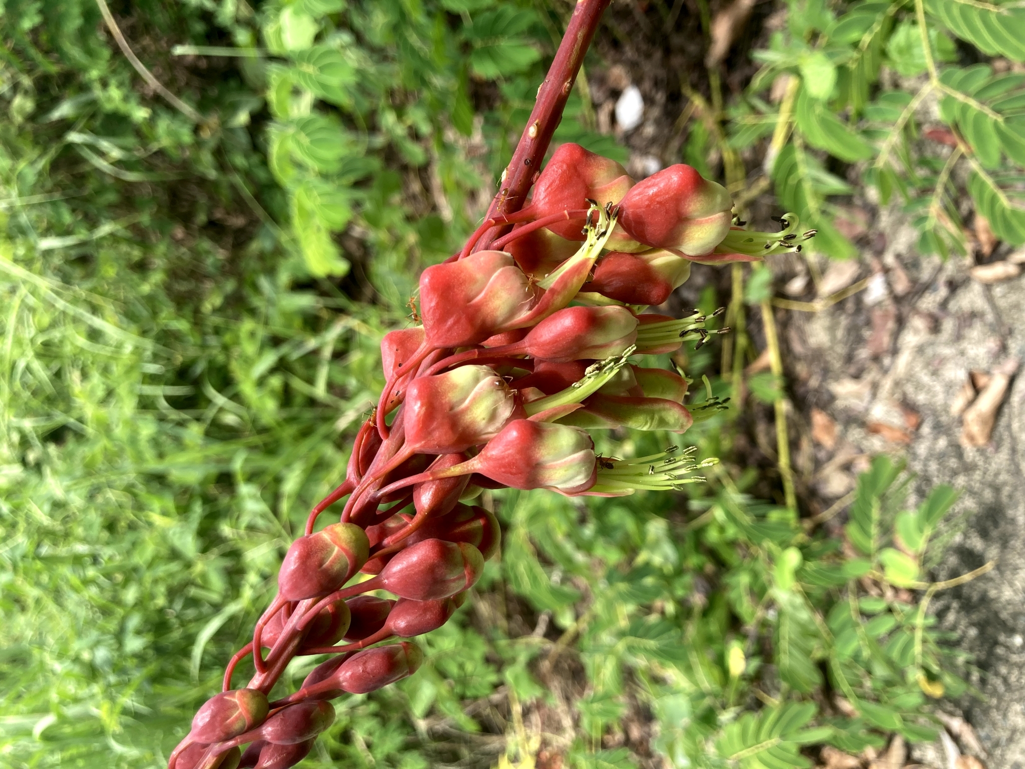 Mezoneuron latisiliquum — ảnh 2