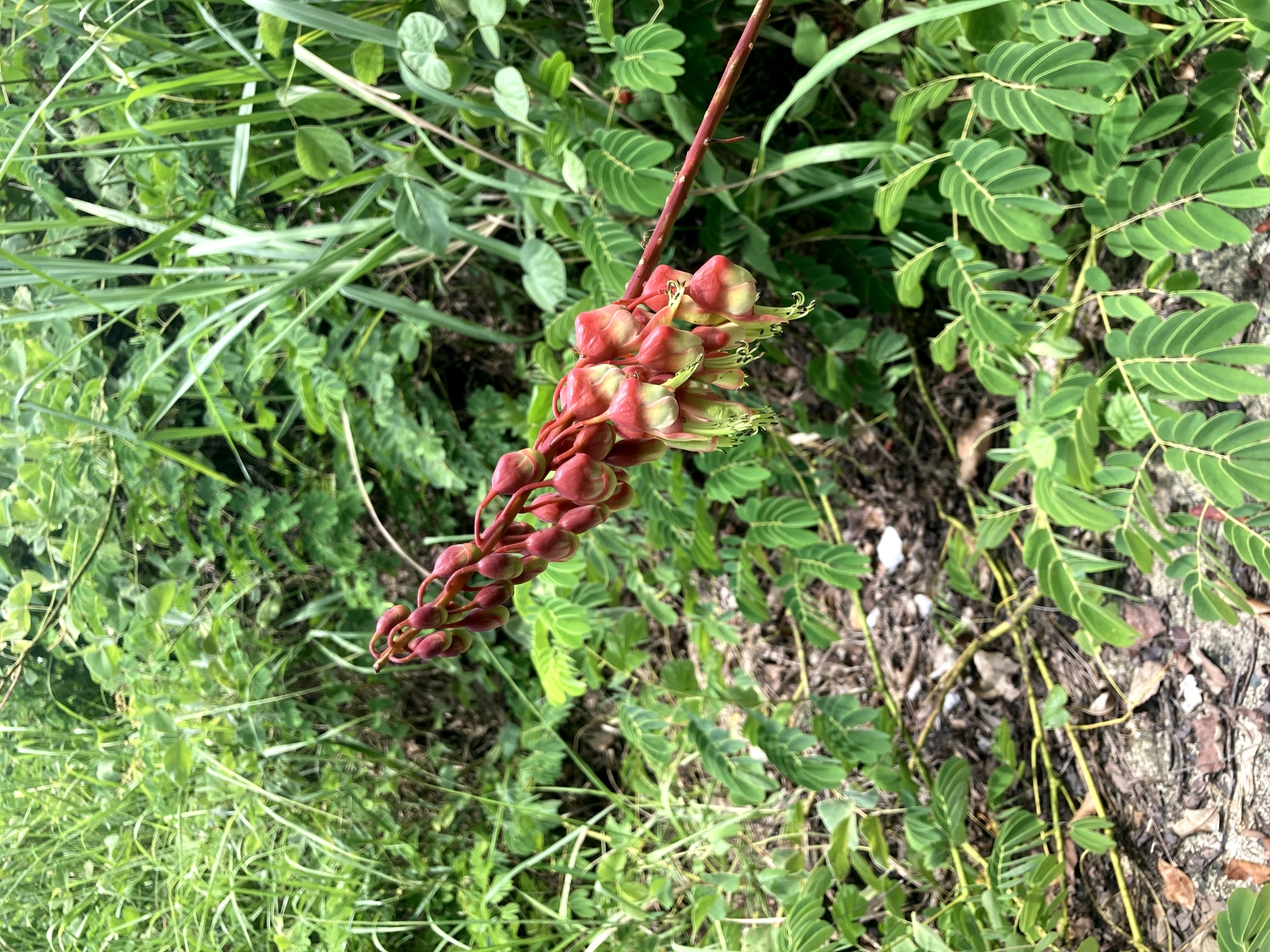 Mezoneuron latisiliquum — ảnh 3