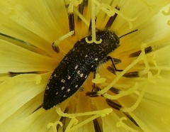 Acmaeodera ornatoides