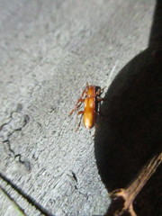 Heterachthes quadrimaculatus