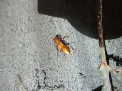 Heterachthes quadrimaculatus