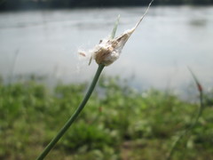 Allium scorodoprasum