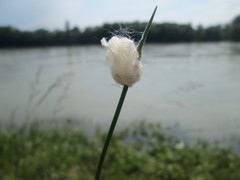 Allium scorodoprasum