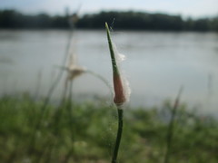 Allium scorodoprasum
