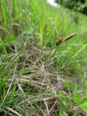 Carex caryophyllea