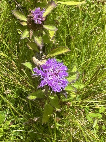 Centratherum punctatum, 2024-06-28