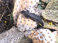 Sceloporus occidentalis