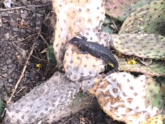 Sceloporus occidentalis