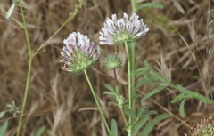 Trifolium obtusiflorum