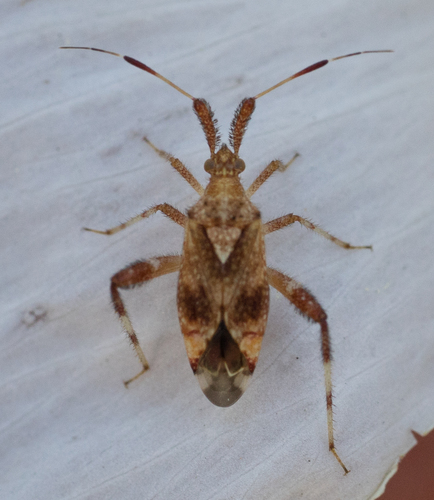 iNaturalist observation photo of Neurocolpus