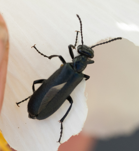 iNaturalist observation photo of Blister Beetles