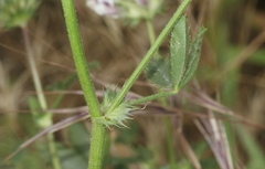 Trifolium obtusiflorum