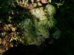 Polyclinidae