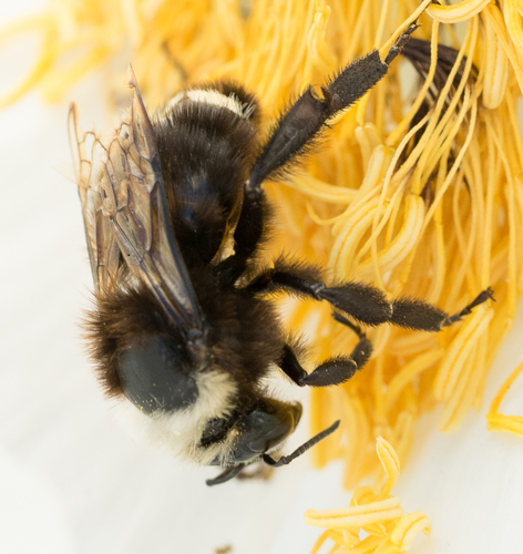 iNaturalist observation photo of Pyrobombus