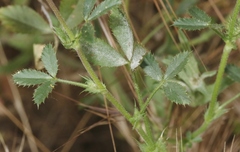 Trifolium obtusiflorum