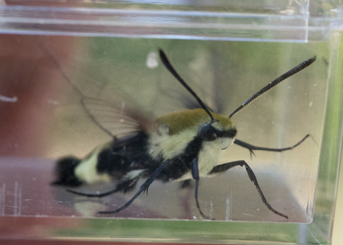 iNaturalist observation photo of Rocky Mountain Clearwing