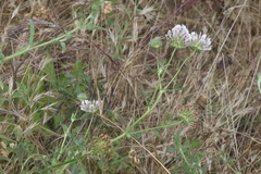 Trifolium obtusiflorum
