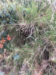 Gasteruption jaculator