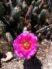 Opuntia basilaris treleasei