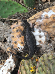 Sceloporus occidentalis