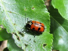 Cryptocephalus octopunctatus