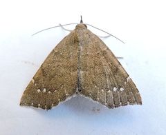 Focillidia texana
