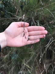 Gasteruption jaculator