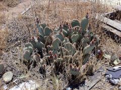 Opuntia basilaris treleasei