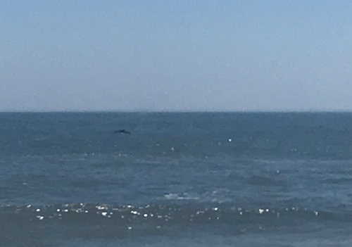 Humpback Whale photographed in Delaware