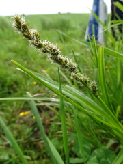 Carex vulpina
