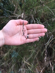 Gasteruption jaculator