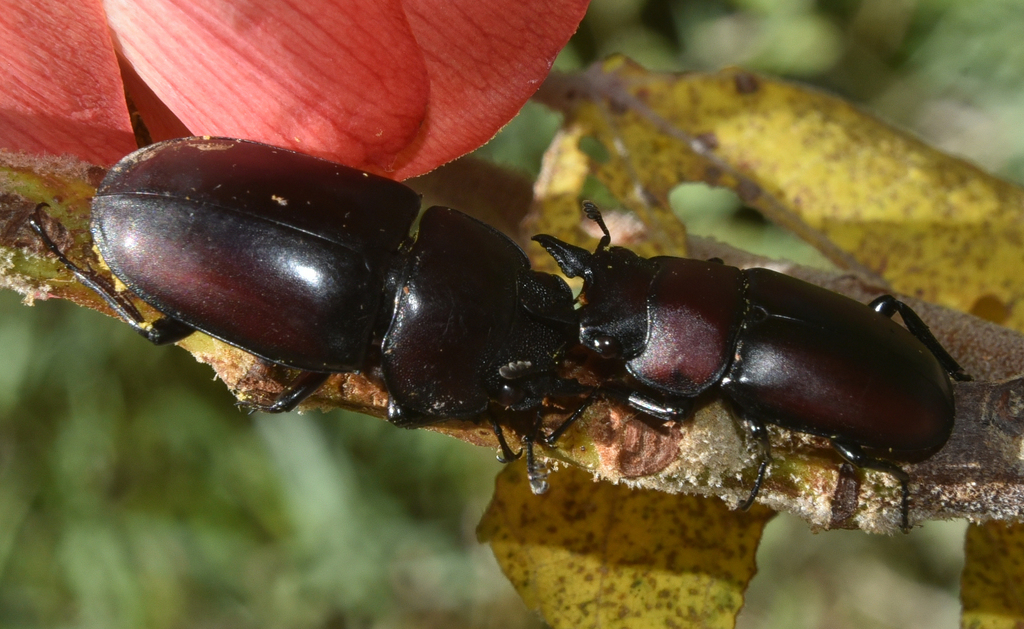 Prosopocoilus serricornis