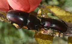 Prosopocoilus serricornis