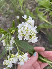 Horseradish (Cardamine armoracia)